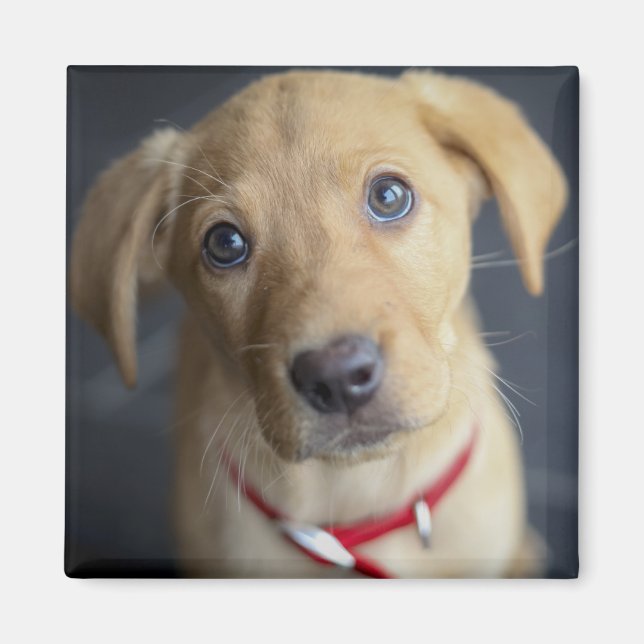 Fox Red Labrador Puppy Magnet (Front)