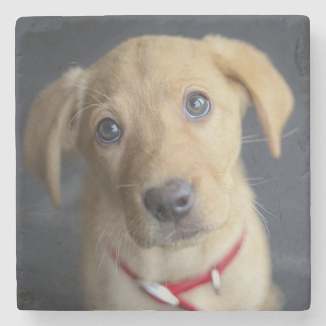 Fox Red Labrador Puppy Stone Coaster (Front)