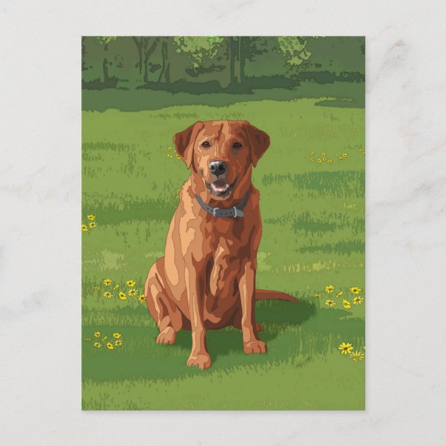 Fox Red Yellow Labrador Retriever Dog Postcard (Front)