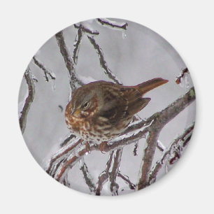 Fox Sparrow Magnet