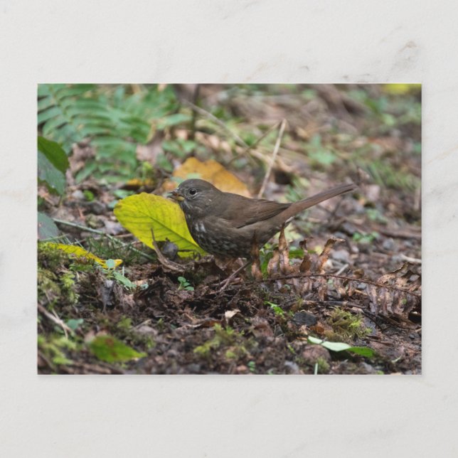Fox Sparrow Postcard (Front)