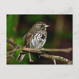 Fox Sparrow Postcard