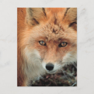 Fox Species Postcard