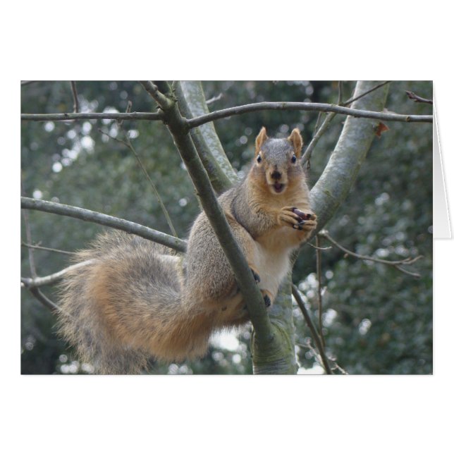 Fox Squirrel (Front Horizontal)