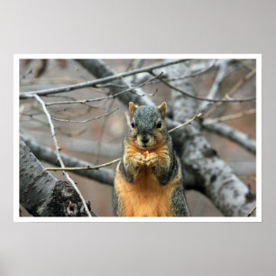 Fox Squirrel in Tree Eating Walnut Poster