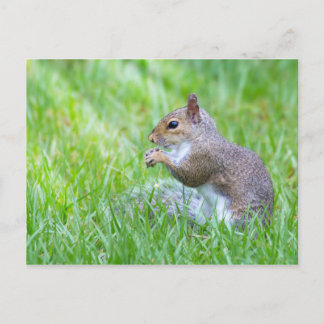 Fox Squirrel Postcard