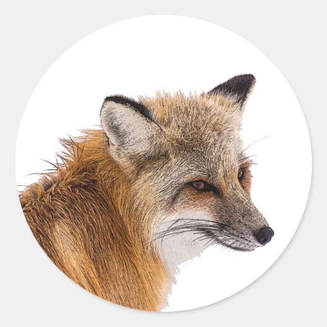 Fox stickers (Front)