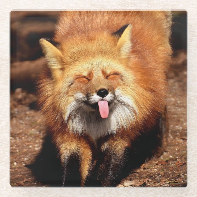Fox Sticking It's Tongue Out Glass Coaster (Front)