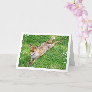 Fox Stretched Out on Grass Card