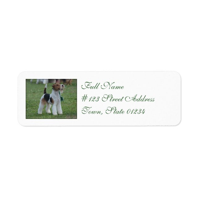 Fox Terrier (Front)