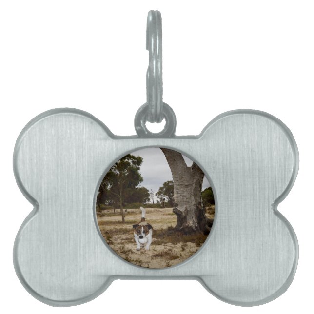 Fox Terrier Ball Play Time, Pet ID Tag (Front)