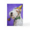 Fox Terrier Birthday