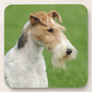 Fox Terrier Coaster