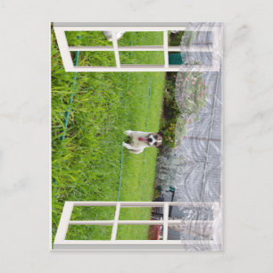 Fox Terrier Come Play, Postcard