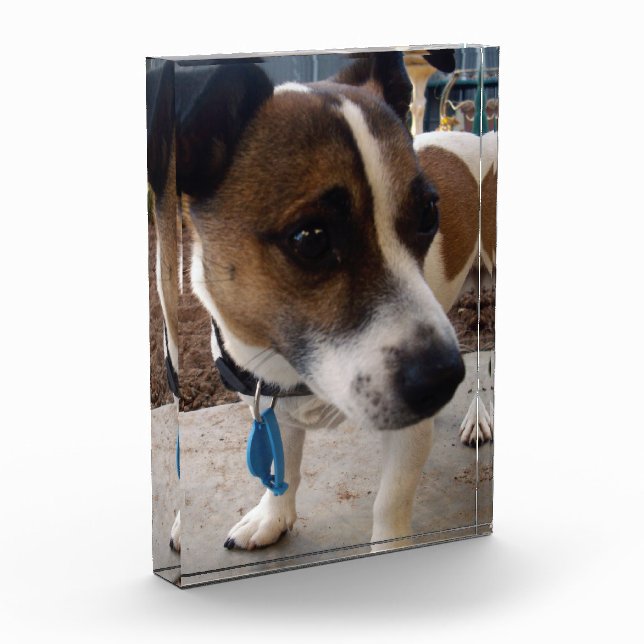 Fox Terrier Dog Attraction, Photo Block (Left)