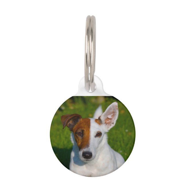 Fox Terrier Dog. Pet Tag (Front)