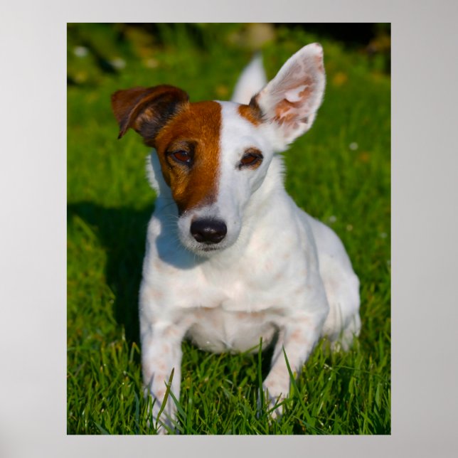 Fox Terrier Dog. Poster (Front)