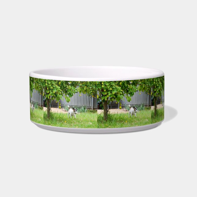 Fox Terrier Funny Scare Face, Bowl (Front)