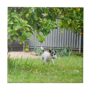 Fox Terrier Funny Scare Face, Tile