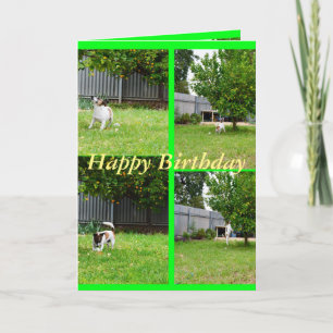 Fox Terrier, Photo Collage, Birthday Greeting Card