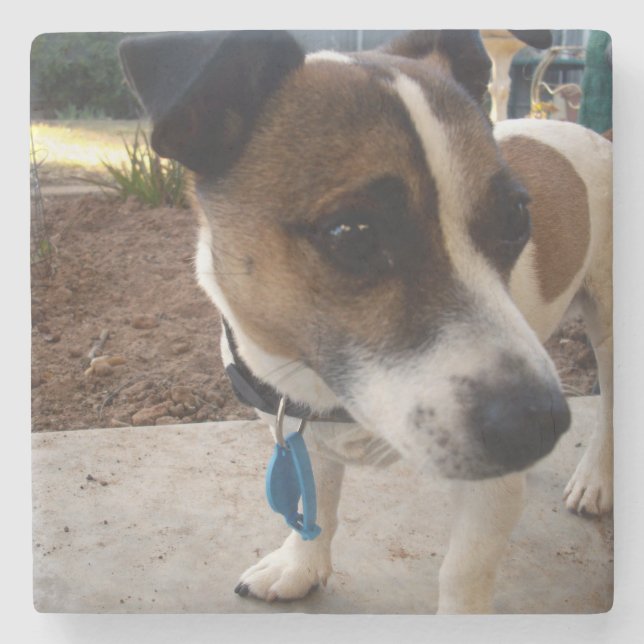 Fox_Terrier,_ Stone Coaster (Front)