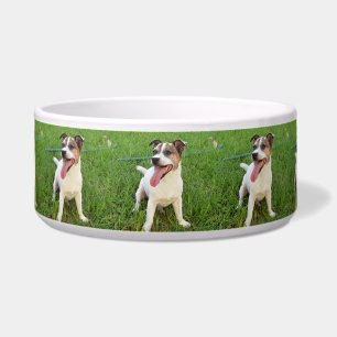 Fox Terrier, Tongue In Cheek,