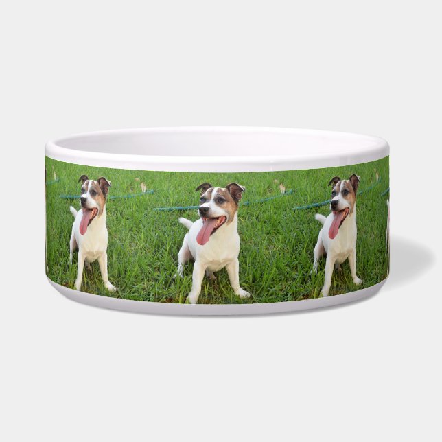 Fox Terrier, Tongue In Cheek,   (Front)