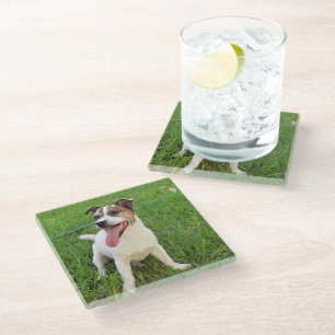 Fox Terrier, Tongue In Cheek,   Glass Coaster