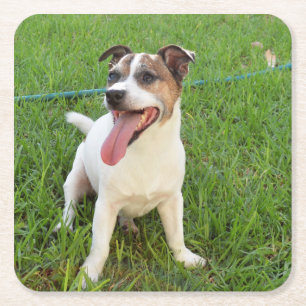 Fox Terrier, Tongue In Cheek,   Square Paper Coaster