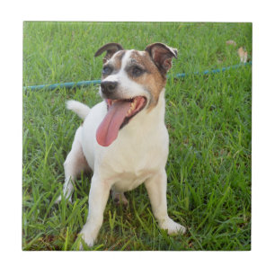 Fox Terrier, Tongue In Cheek, Tile