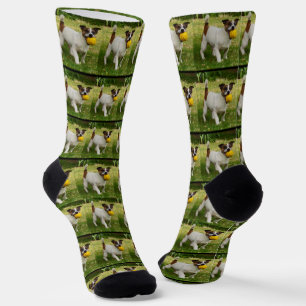 Fox Terrier With His Ball Pattern, Socks
