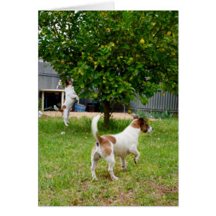 Fox Terriers Play Time,
