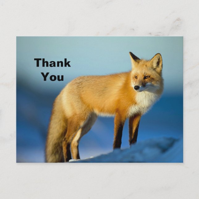 Fox Thank You Postcard (Front)
