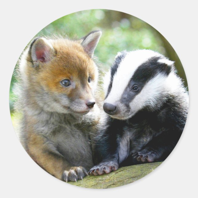 Foxcub & Badger Cute! Classic Round Sticker (Front)