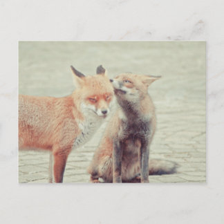 Foxes in love! postcard