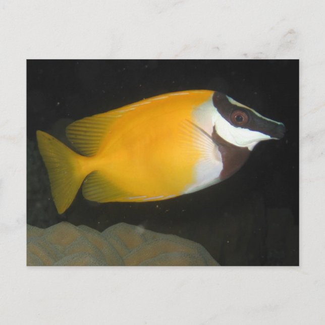 Foxface Rabbitfish Postcard (Front)