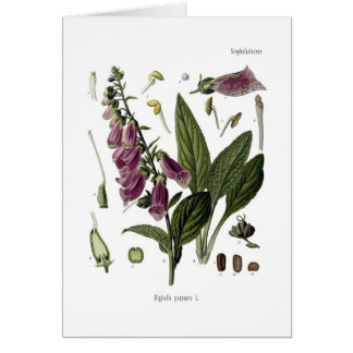 Foxglove