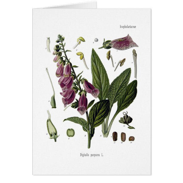 Foxglove (Front)