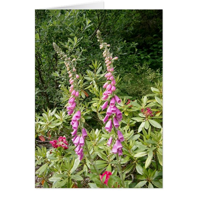 Foxglove and Rhodies (Front)