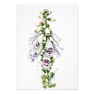 Foxglove flower photo print