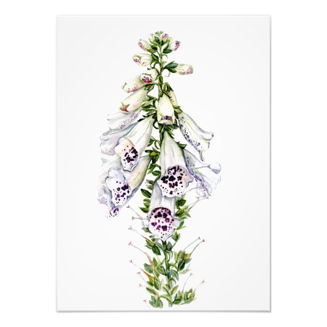 Foxglove flower photo print (Front)