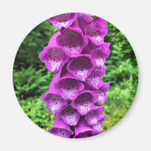 Foxglove Flowers, Oregon Magnet