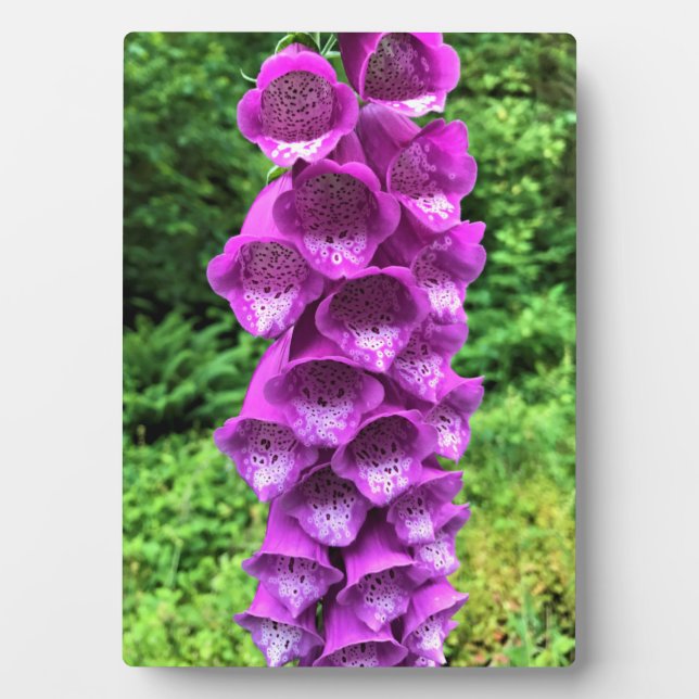 Foxglove Flowers, Oregon Plaque (Front)