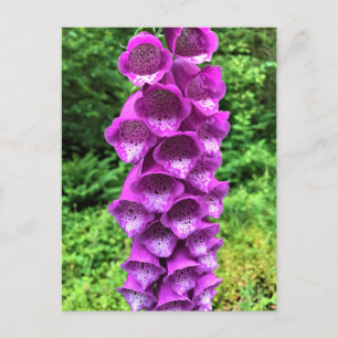 Foxglove Flowers, Oregon Postcard