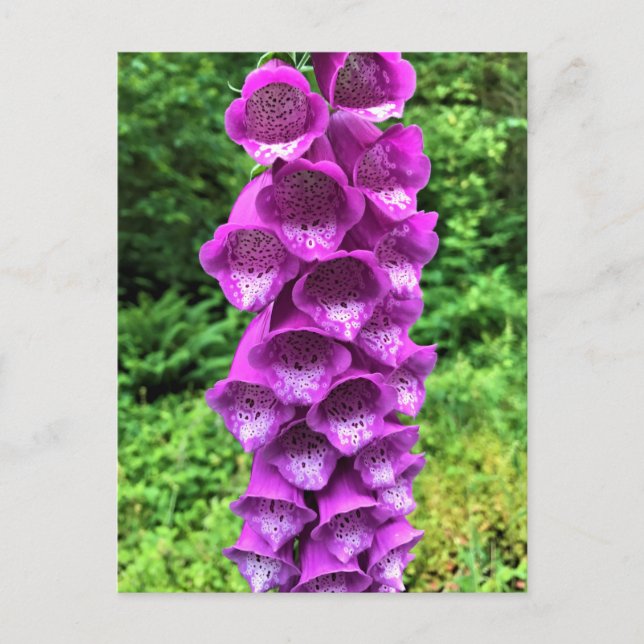Foxglove Flowers, Oregon Postcard (Front)