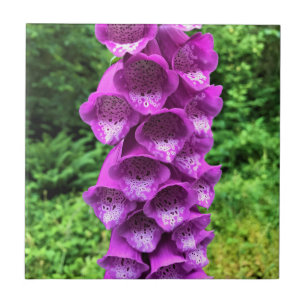 Foxglove Flowers, Oregon Tile