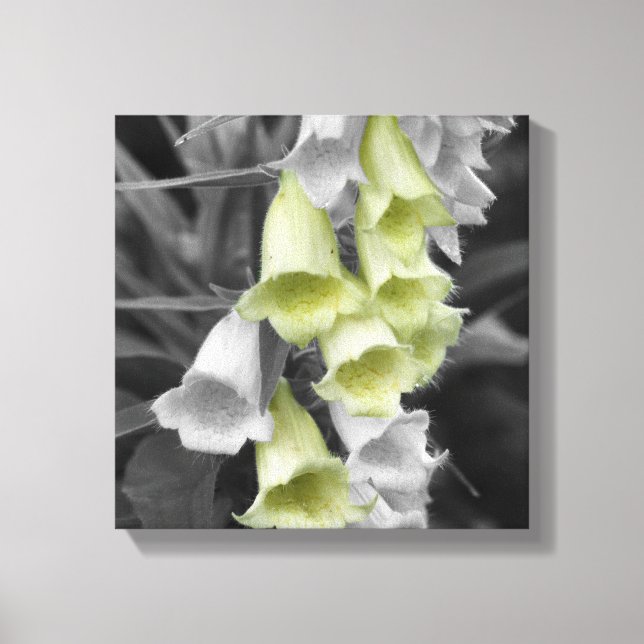 Foxglove Flowers Partial Colour Canvas Print (Front)