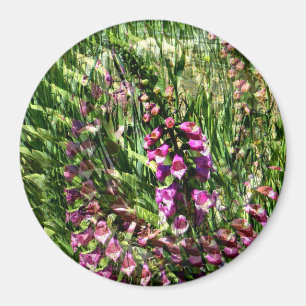 Foxglove Love...... Magnet