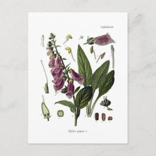 Foxglove Postcard
