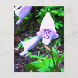 foxglove postcard
